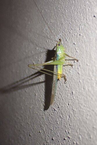 libellule — photo 5 sur 6