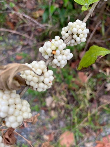 Buisson de perles d'amour — Bild 2