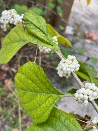 Buisson de perles d'amour — Bild 1