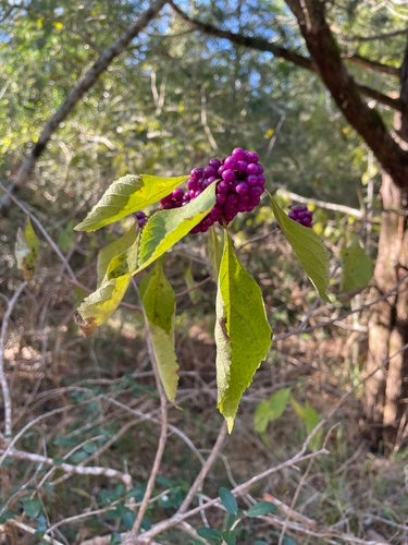 Buisson de perles d'amour — Bild 4
