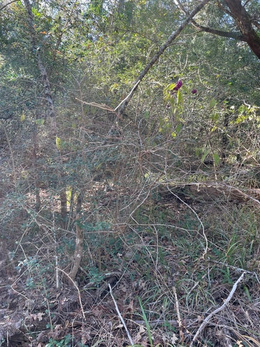 Buisson de perles d'amour — Bild 3