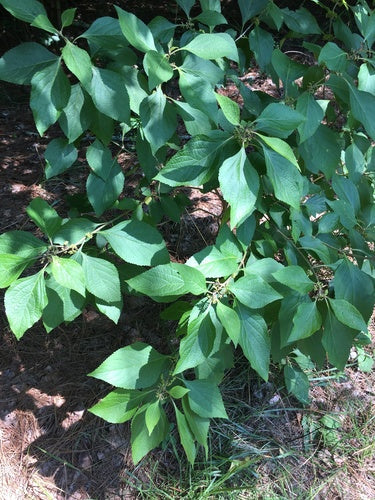 Buisson de perles d'amour — Bild 5