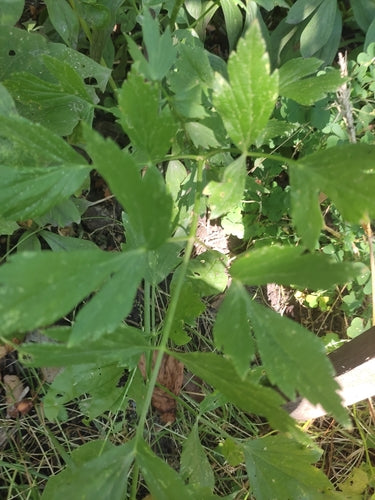 livèche — Bild 4