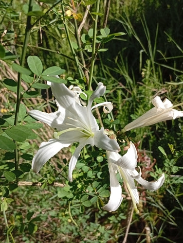 Lys — Bild 1