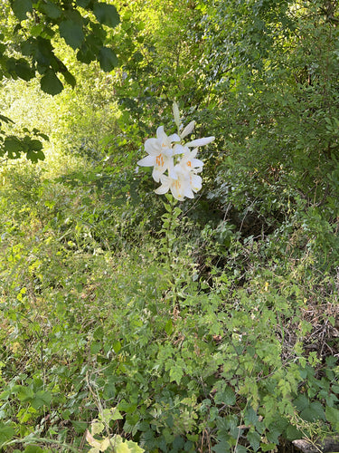 Lys — Bild 2