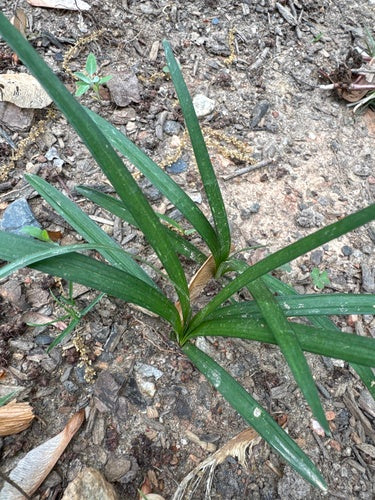Grappe de Lys — Bild 2