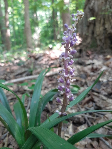 Grappe de Lys — photo 1 sur 8