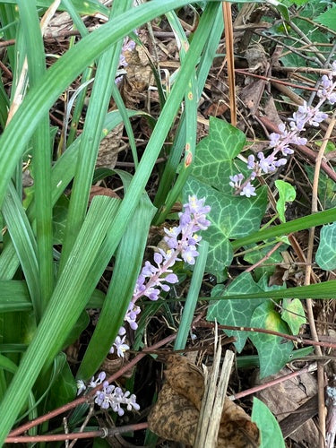Grappe de Lys — Bild 5
