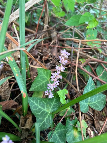 Grappe de Lys — Bild 4