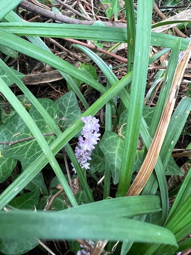Grappe de Lys — Bild 3