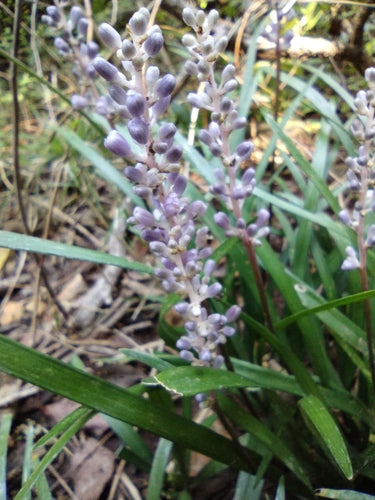 Grappe de Lys — Bild 1