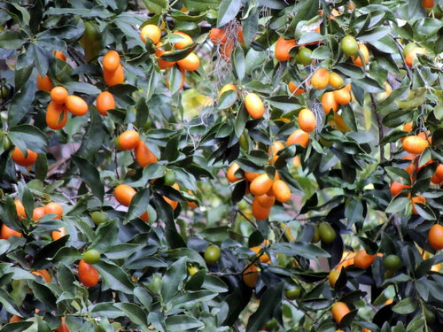 Tillequat — Bild 3