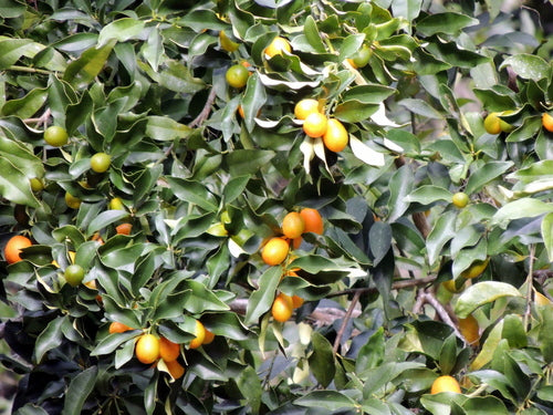 Tillequat — Bild 2