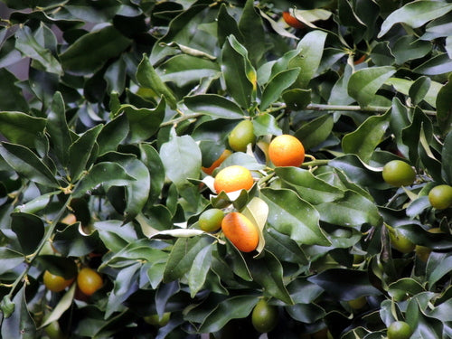 Tillequat — Bild 1