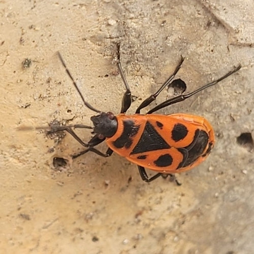Tilleul — Bild 5