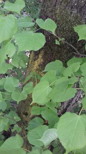Tilleul — Bild 4
