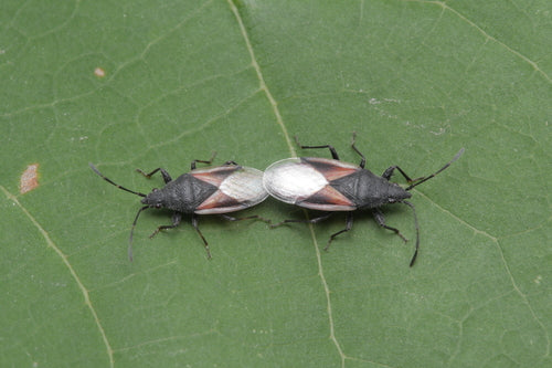 Punaise du tilleul — Bild 5