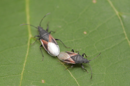 Punaise du tilleul — Bild 4