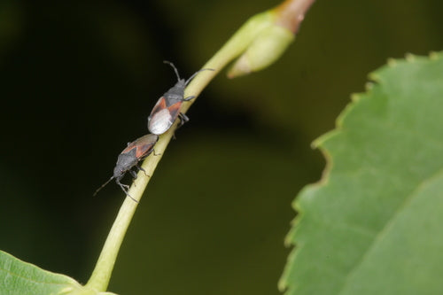 Punaise du tilleul — Bild 3