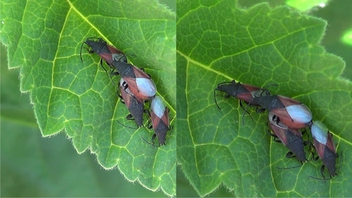 Punaise du tilleul — Bild 2