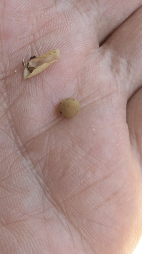 Lentilles — photo 2 sur 8