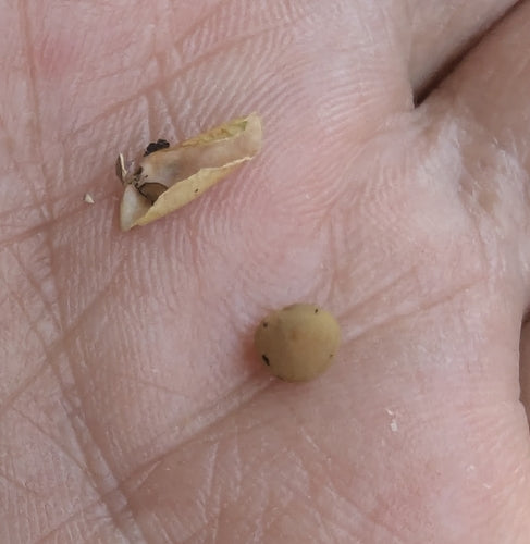 Lentilles — photo 1 sur 8