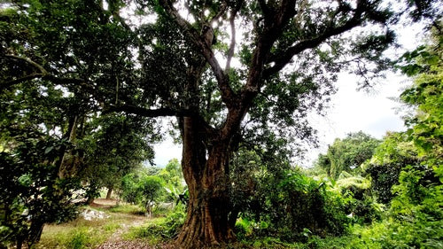 Litchi — Bild 5