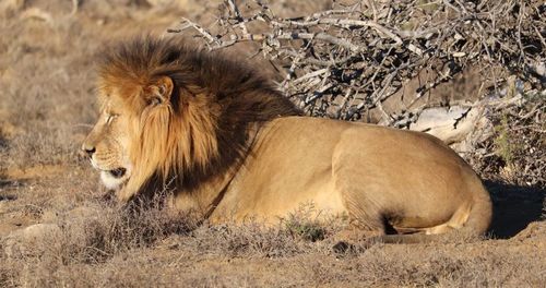 Lion — Bild 5