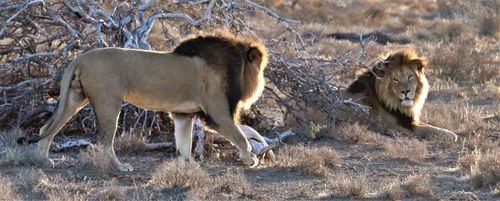 Lion — Bild 4