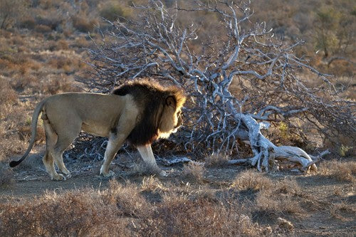 Lion — Bild 3
