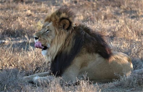 Lion — Bild 2