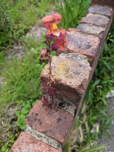 Mufliers — Bild 3