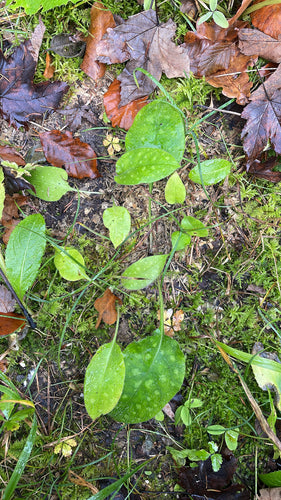 Pulmonaire — photo 5 sur 11