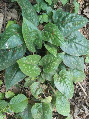 Pulmonaire — Bild 5