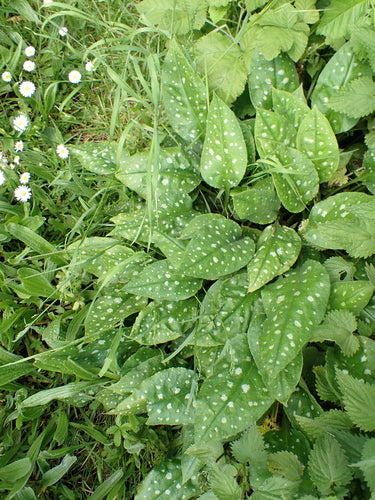 Pulmonaire — Bild 2