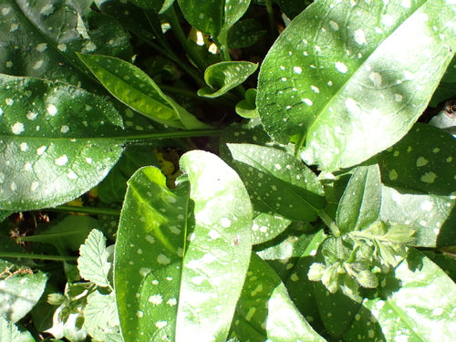 Pulmonaire — Bild 3
