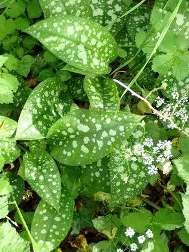 Pulmonaire — Bild 4