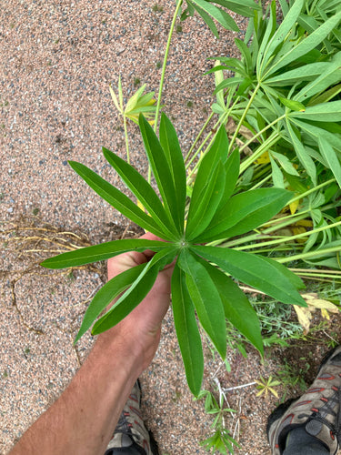 Lupins — Bild 1