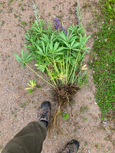 Lupins — Bild 4