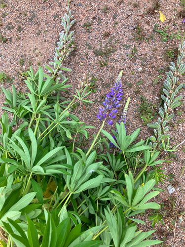 Lupins — photo 2 sur 8
