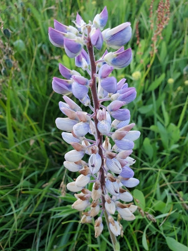 Lupins — photo 1 sur 8