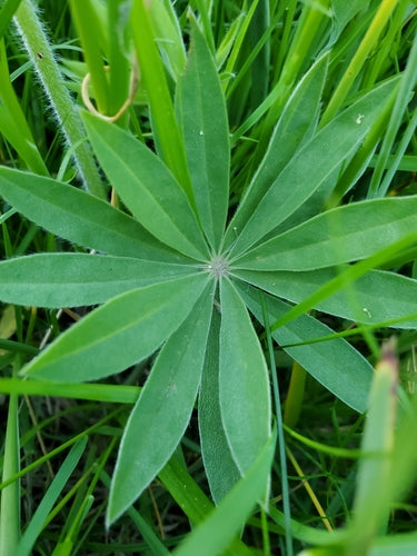 Lupins — Bild 5