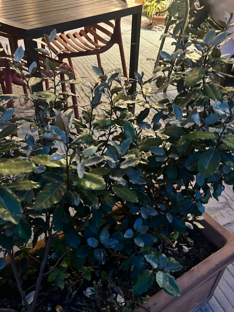 On voit un chalef d'Ebbinge avec un feuillage dense dans une jardinière marron sur une terrasse. La plante est au premier plan devant des tables et des chaises.
