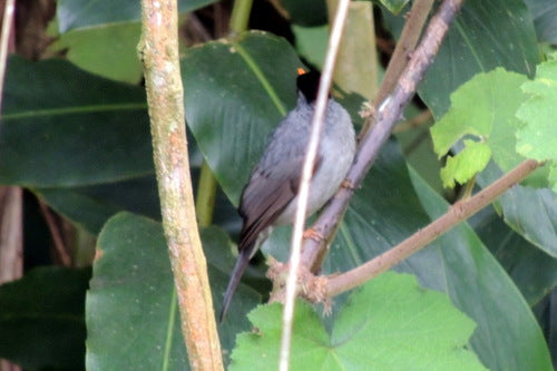 Bulbul de Madagascar — photo 3 sur 8