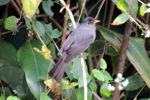Bulbul de Madagascar — photo 4 sur 8