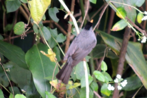 Bulbul de Madagascar — photo 2 sur 8