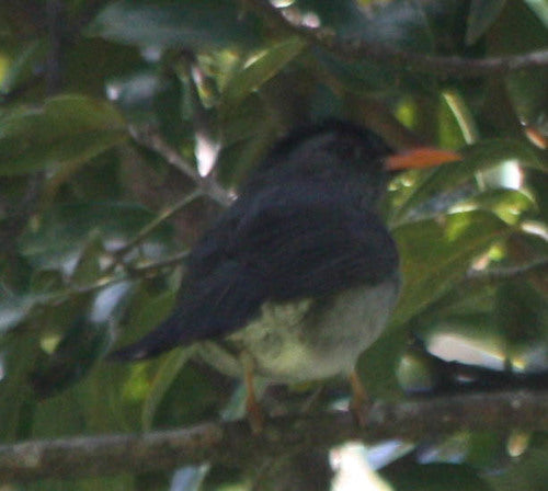 Bulbul de Madagascar — photo 1 sur 8