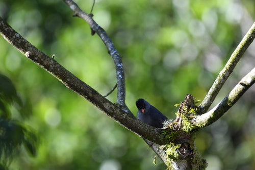 Bulbul de Madagascar — photo 5 sur 8