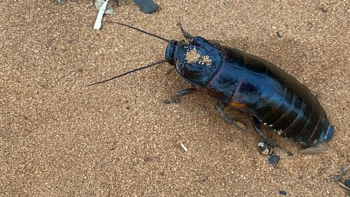 Blatte de Madagascar — Bild 3