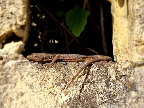 Lézard des murailles de Madère — Bild 4